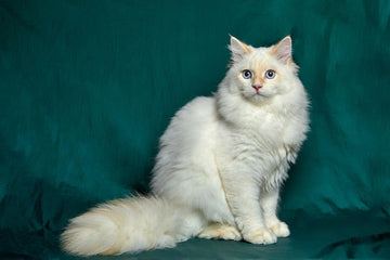 5 Ways to Keep Your Indoor Cat Happy and Active