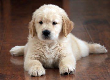 Puppy Potty Training: A Step-by- Step Guide